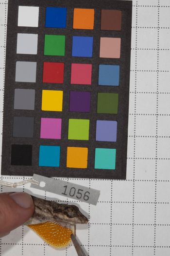 Media type: image;   Herpetology R-190590